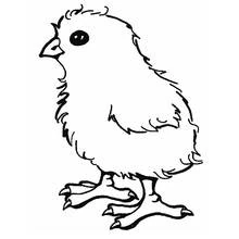 Coloriage Poussin debout au plumage duveteux