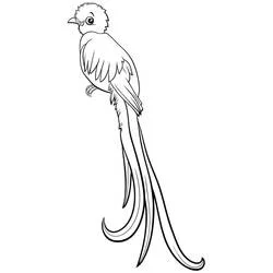 Coloriage Quetzal perché avec de longues plumes de queue