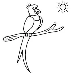 Coloriage Petit quetzal perché sur une branche