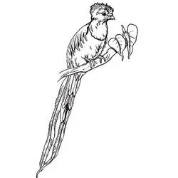 Coloriage Quetzal perché sur une branche feuillue