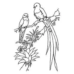 Coloriage Quetzal en couple sur une branche