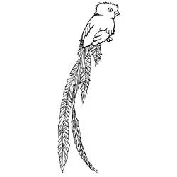 Coloriage Quetzal aux longues plumes de queue