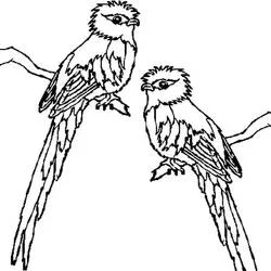 Coloriage Deux quetzals perchés sur des branches