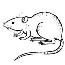 Coloriage Rat debout avec une longue queue recourbée