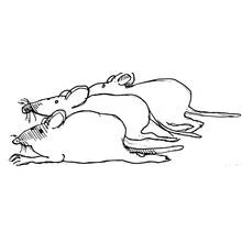 Coloriage Rat deux rats allongés côte à côte