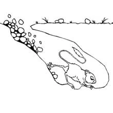 Coloriage Rat kangourou entrant dans son terrier