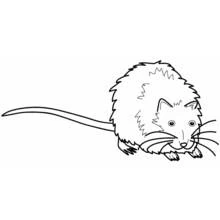 Coloriage Rat au long pelage hérissé