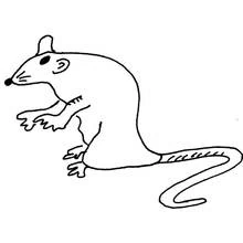 Coloriage Rat debout sur ses pattes arrière