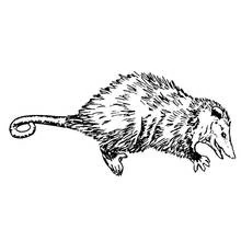 Coloriage Rat à la queue enroulée