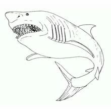 Requin - Coloriages gratuits à imprimer