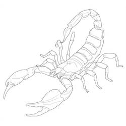 Coloriage Scorpion vu de dessus avec la queue levée