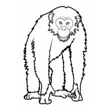 Coloriage Singe debout sur quatre pattes