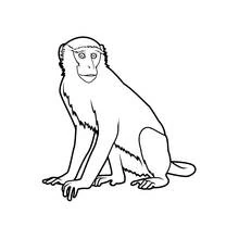 Coloriage Singe assis qui regarde devant lui