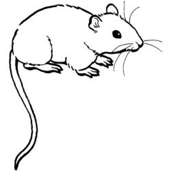 Coloriage Souris avec longue queue et moustaches