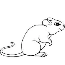 Coloriage Souris assise avec une longue queue enroulée