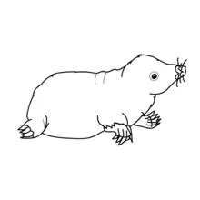 Taupe - Coloriages gratuits à imprimer