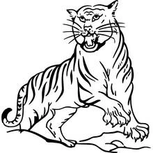 Coloriage Tigre debout gueule ouverte Coloriage Tigre debout gueule ouverte