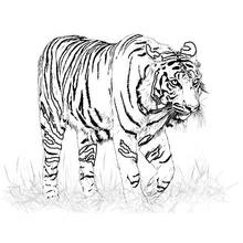 Coloriage Tigre au pelage rayé détaillé, herbe esquissée Coloriage Tigre au pelage rayé détaillé, herbe esquissée