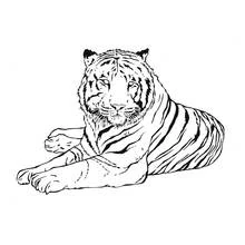 Coloriage Tigre allongé de face Coloriage Tigre allongé de face