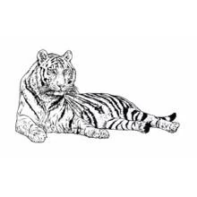 Coloriage Tigre allongé au repos Coloriage Tigre allongé au repos