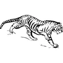 Coloriage Tigre furtif, corps bas et pattes tendues Coloriage Tigre furtif, corps bas et pattes tendues
