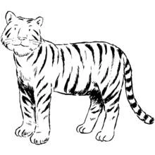 Coloriage Tigre debout de face Coloriage Tigre debout de face
