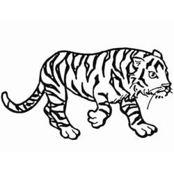 Coloriage Tigre de profil, queue recourbée vers le bas Coloriage Tigre de profil, queue recourbée vers le bas
