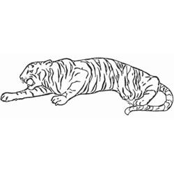 Coloriage Tigre allongé avec les pattes avant tendues Coloriage Tigre allongé avec les pattes avant tendues