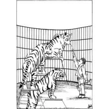 Coloriage Tigre dressé par un dompteur dans une cage de cirque Coloriage Tigre dressé par un dompteur dans une cage de cirque