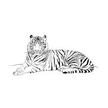Coloriage Tigre allongé regardant devant lui Coloriage Tigre allongé regardant devant lui