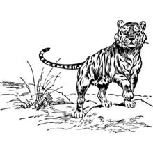 Coloriage Tigre face au spectateur, herbes hautes entre les rochers Coloriage Tigre face au spectateur, herbes hautes entre les rochers