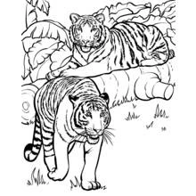 Coloriage Tigre couché sur un tronc avec un autre en marche Coloriage Tigre couché sur un tronc avec un autre en marche