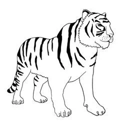 Coloriage Tigre tourné vers la gauche, quatre pattes griffues