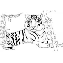 Coloriage Tigre au repos dans la végétation