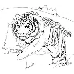 Coloriage Tigre blanc dans un paysage enneigé