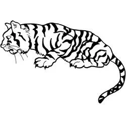 Coloriage Tigre marchant avec ses rayures