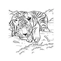 Coloriage Tigre endormi sur le sol