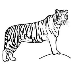 Coloriage Tigre debout en profil