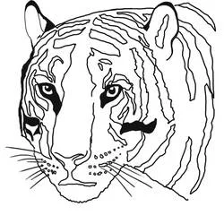 Coloriage Tigre face portrait