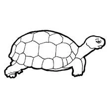 Coloriage Tortue qui avance tranquillement