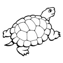 Coloriage Tortue vue de dessus avec sa carapace