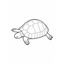 Coloriage Tortue en train de marcher