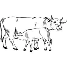Coloriage Vache et son veau côte à côte