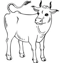 Coloriage Vache qui regarde par-dessus son épaule