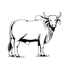 Coloriage Vache aux longues cornes dans l'herbe