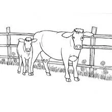 Coloriage Vache et son veau devant une clôture en bois