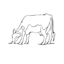 Coloriage Vache qui broute de l'herbe