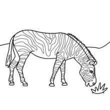 Coloriage Zèbre broutant de l'herbe