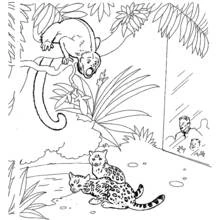 Coloriage Singe et léopards dans l'enclos du zoo