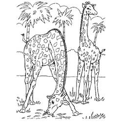 Coloriage Girafes broutant près des palmiers